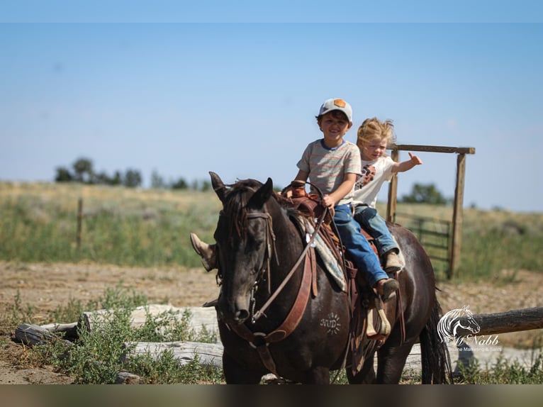 American Quarter Horse Gelding 15 years 15 hh Black in Cody