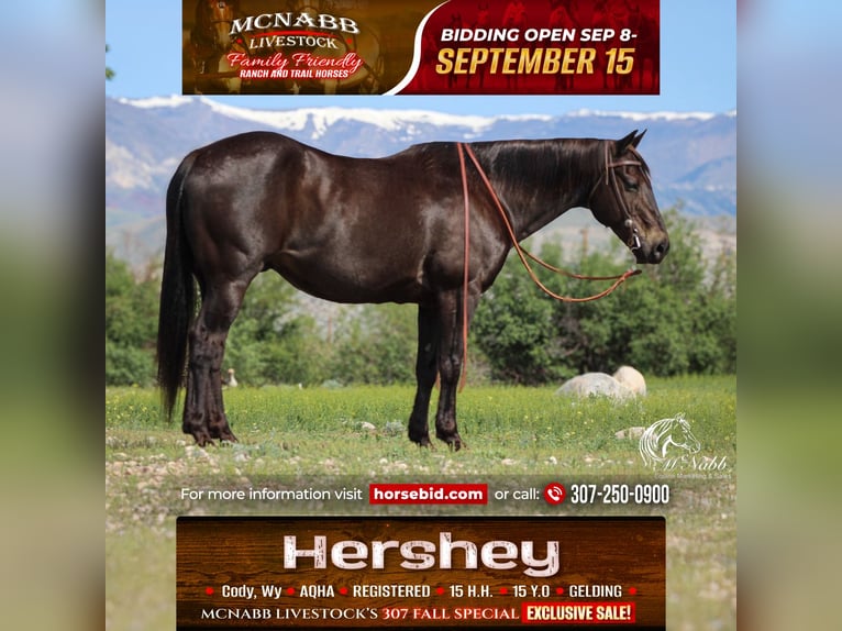 American Quarter Horse Gelding 15 years 15 hh Black in Cody
