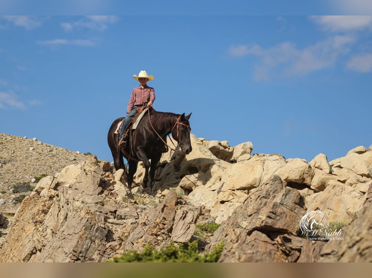 American Quarter Horse Gelding 15 years 15 hh Black in Cody