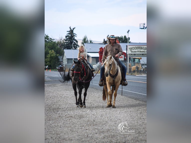 American Quarter Horse Gelding 15 years 15 hh Black in Cody