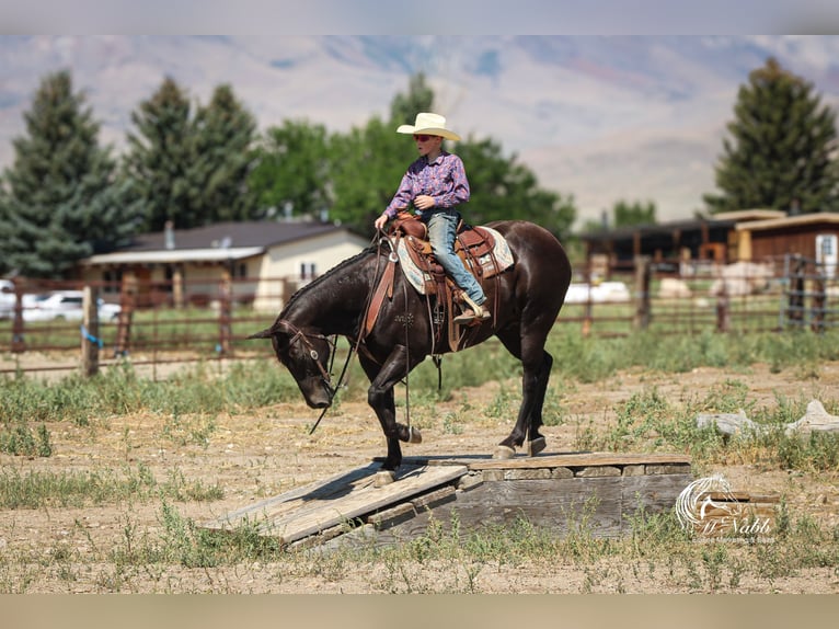 American Quarter Horse Gelding 15 years 15 hh Black in Cody