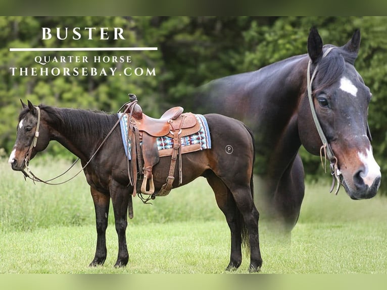 American Quarter Horse Gelding 15 years 15 hh Black in Parkers Lake, KY