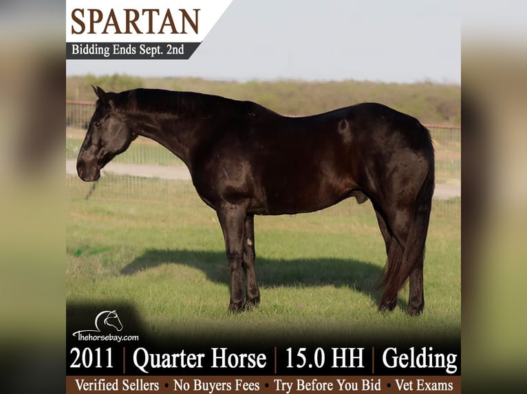American Quarter Horse Gelding 15 years 15 hh Black in Youngstown, OH