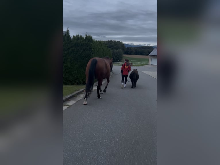 American Quarter Horse Gelding 15 years 15 hh Brown in Auerbach