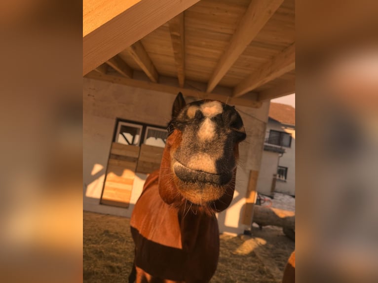 American Quarter Horse Gelding 15 years 15 hh Brown in Auerbach