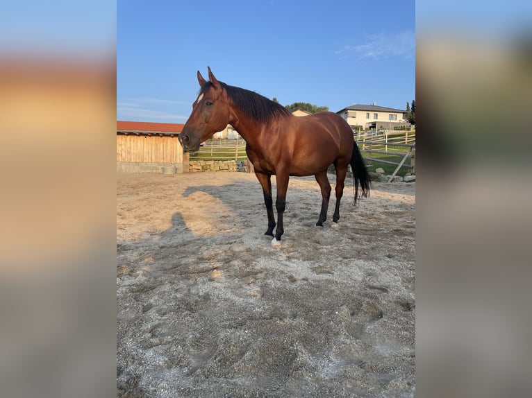 American Quarter Horse Gelding 15 years 15 hh Brown in Auerbach