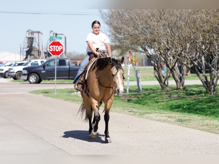 American Quarter Horse Gelding 15 years 15 hh Buckskin in Forney