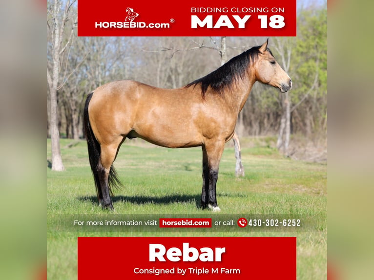 American Quarter Horse Gelding 15 years 15 hh Buckskin in Forney
