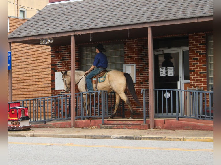 American Quarter Horse Gelding 15 years 15 hh Buckskin in Cushing