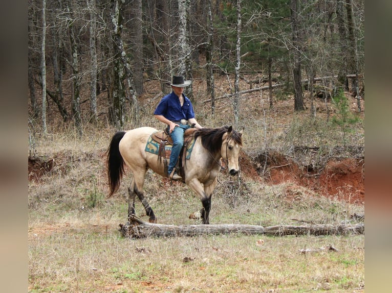 American Quarter Horse Gelding 15 years 15 hh Buckskin in Cushing