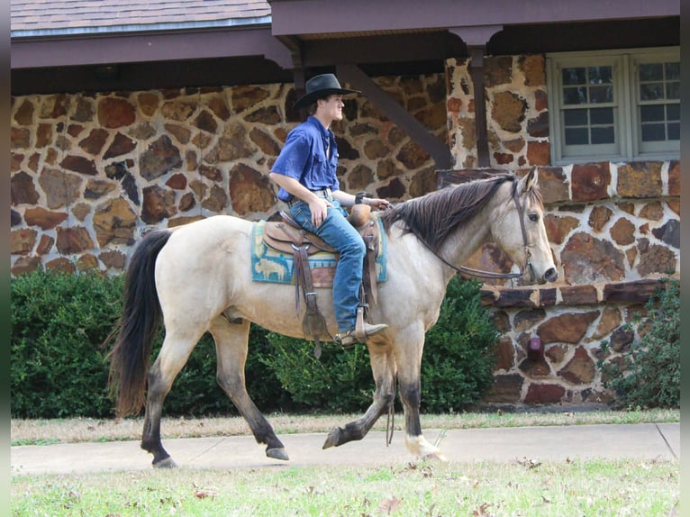 American Quarter Horse Gelding 15 years 15 hh Buckskin in Cushing