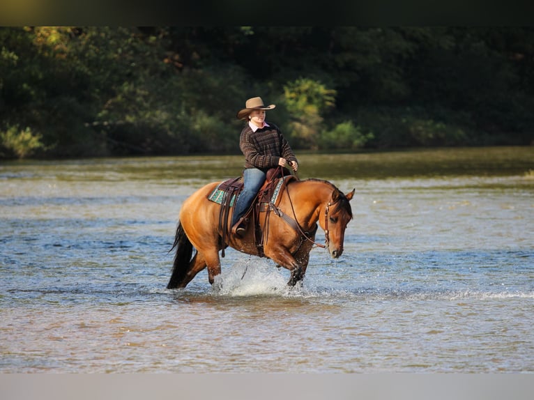 American Quarter Horse Gelding 15 years 15 hh Buckskin in Clarion