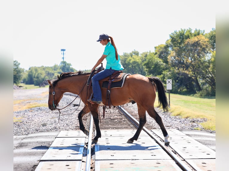 American Quarter Horse Gelding 15 years 15 hh Buckskin in Forney