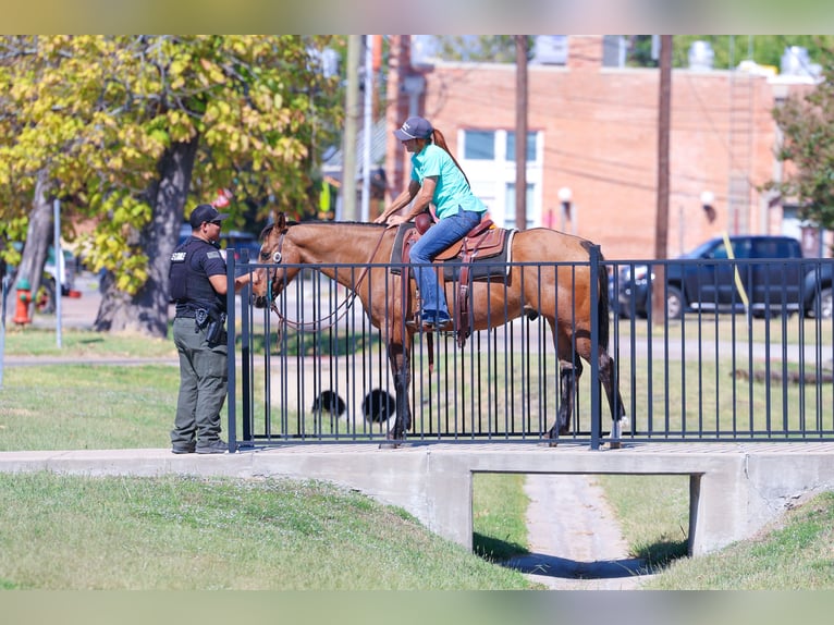 American Quarter Horse Gelding 15 years 15 hh Buckskin in Forney