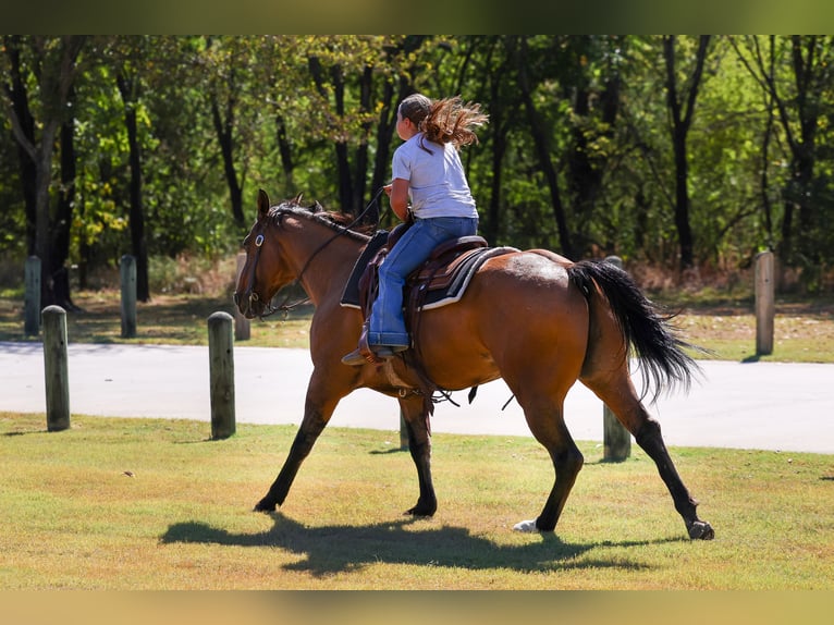 American Quarter Horse Gelding 15 years 15 hh Buckskin in Forney