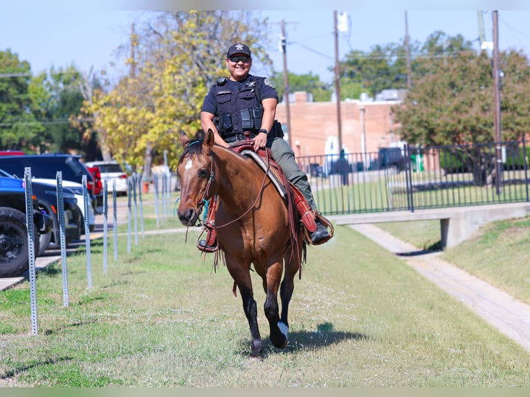 American Quarter Horse Gelding 15 years 15 hh Buckskin in Forney