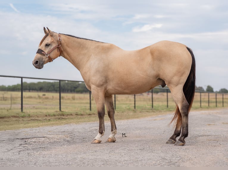 American Quarter Horse Gelding 15 years 15 hh Buckskin in Gainesville