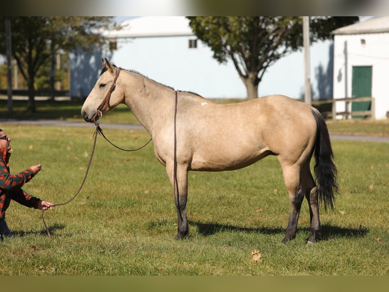 American Quarter Horse Gelding 15 years 15 hh Buckskin in Charleston IL