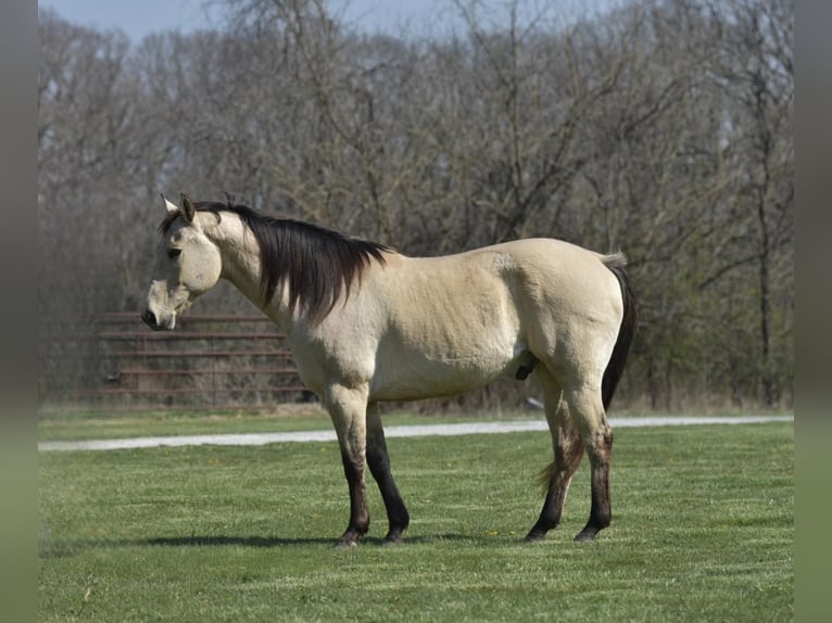 American Quarter Horse Gelding 15 years 15 hh Buckskin in LIsbon IA