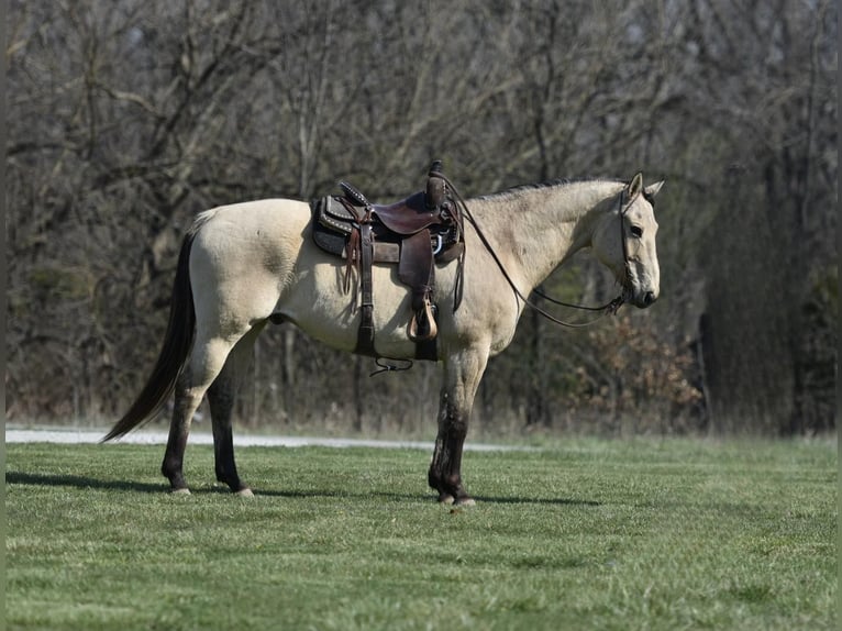 American Quarter Horse Gelding 15 years 15 hh Buckskin in LIsbon IA