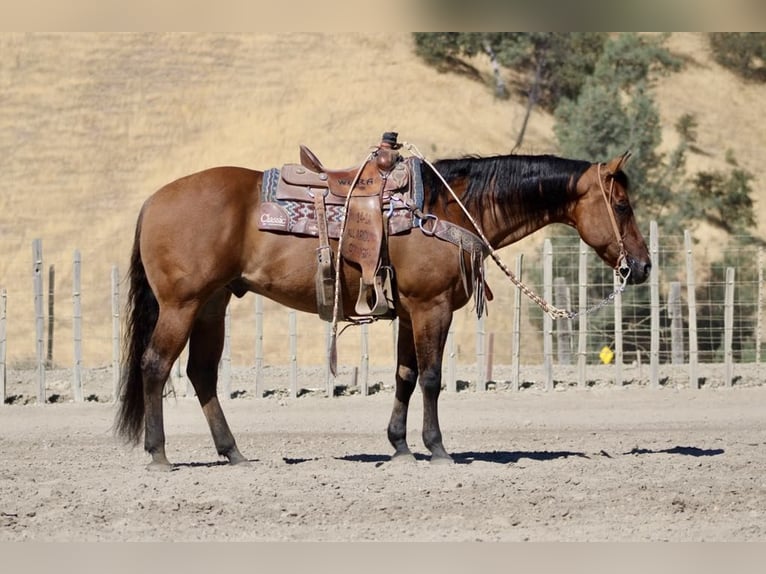 American Quarter Horse Gelding 15 years 15 hh Dun in Paicines CA