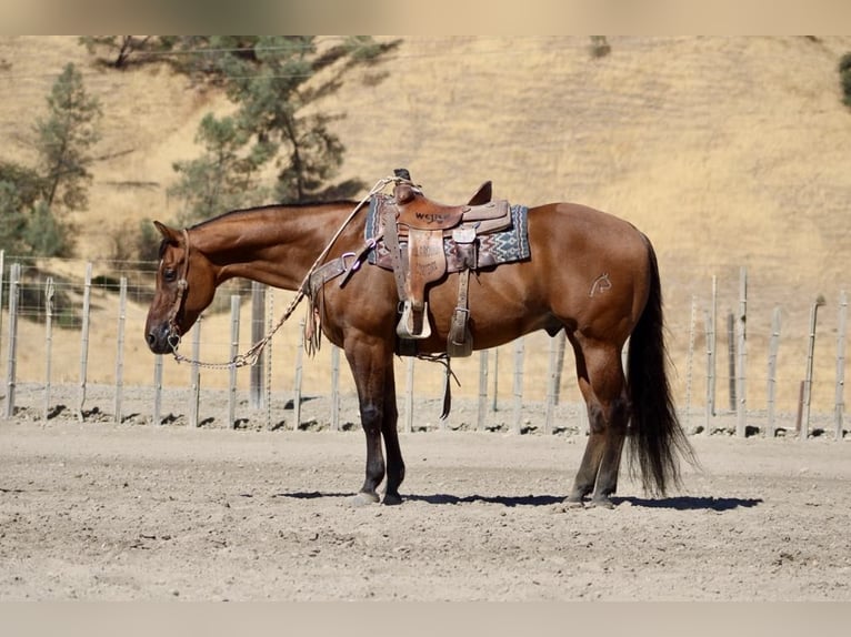 American Quarter Horse Gelding 15 years 15 hh Dun in Paicines CA