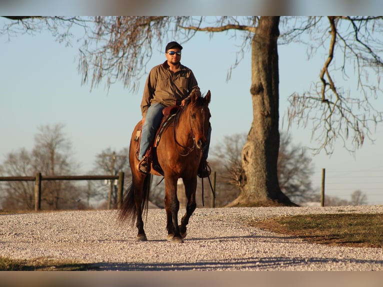 American Quarter Horse Gelding 15 years 15 hh Dun in Sonora, KY