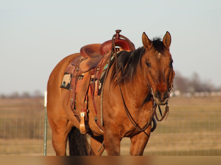 American Quarter Horse Gelding 15 years 15 hh Dun in Sonora, KY