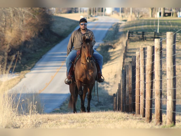 American Quarter Horse Gelding 15 years 15 hh Dun in Sonora, KY