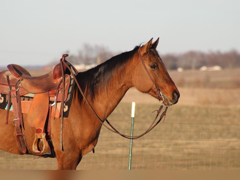 American Quarter Horse Gelding 15 years 15 hh Dun in Sonora, KY