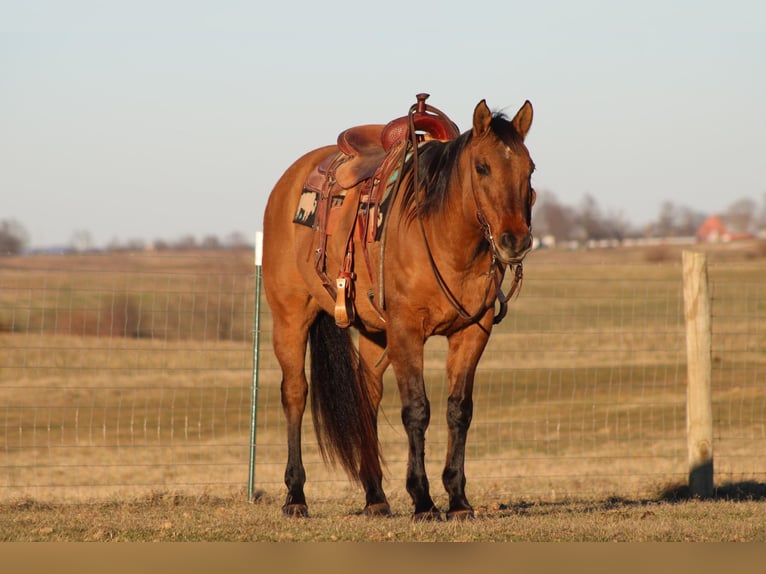 American Quarter Horse Gelding 15 years 15 hh Dun in Sonora, KY