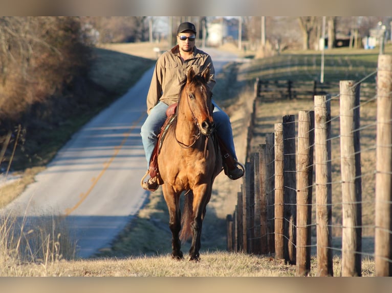 American Quarter Horse Gelding 15 years 15 hh Dun in Sonora, KY