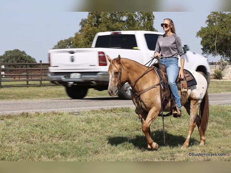 American Quarter Horse Gelding 15 years 15 hh Dun in Weatherford TX