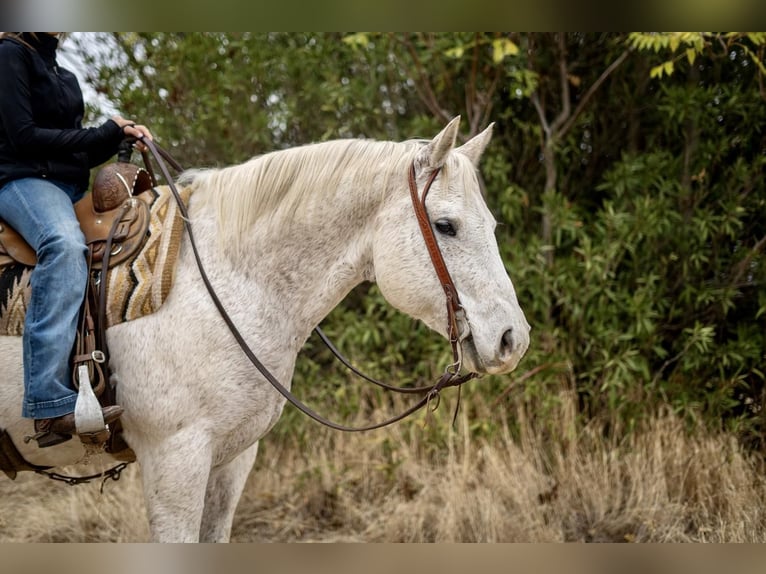 American Quarter Horse Mix Gelding 15 years 15 hh Gray in Waterford, CA