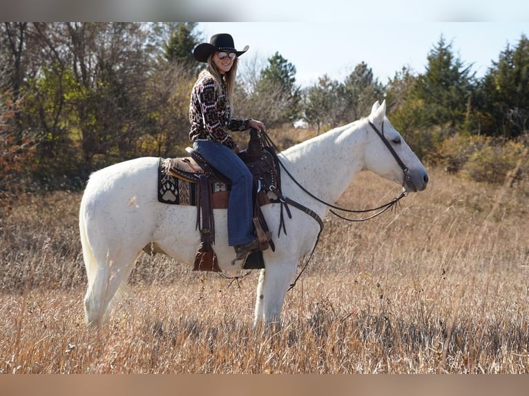 American Quarter Horse Mix Gelding 15 years 15 hh Gray in Valley Springs, SD
