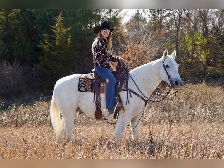 American Quarter Horse Mix Gelding 15 years 15 hh Gray in Valley Springs, SD