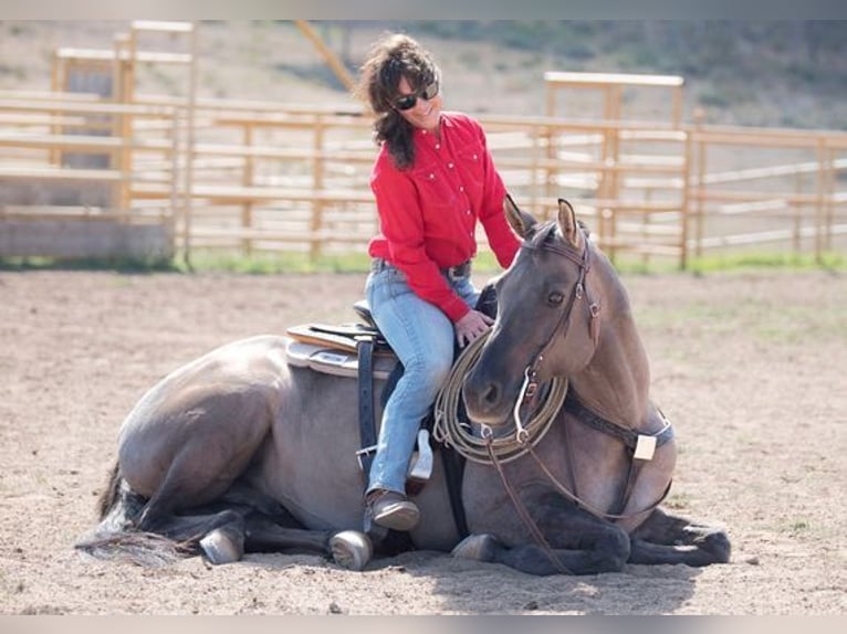 American Quarter Horse Gelding 15 years 15 hh Grullo in Oakley UT