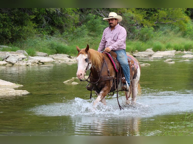 American Quarter Horse Gelding 15 years 15 hh Overo-all-colors in Stephenville TX