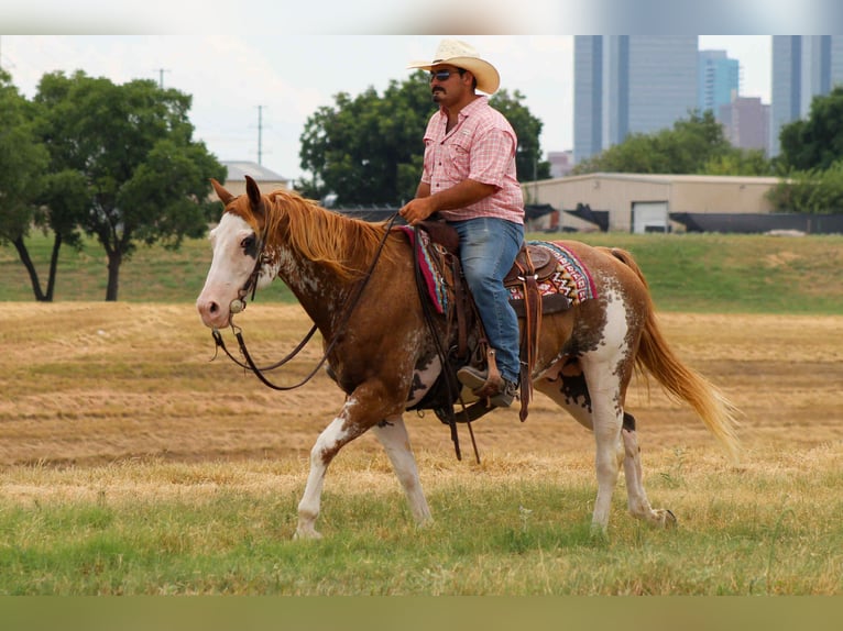 American Quarter Horse Gelding 15 years 15 hh Overo-all-colors in Stephenville TX