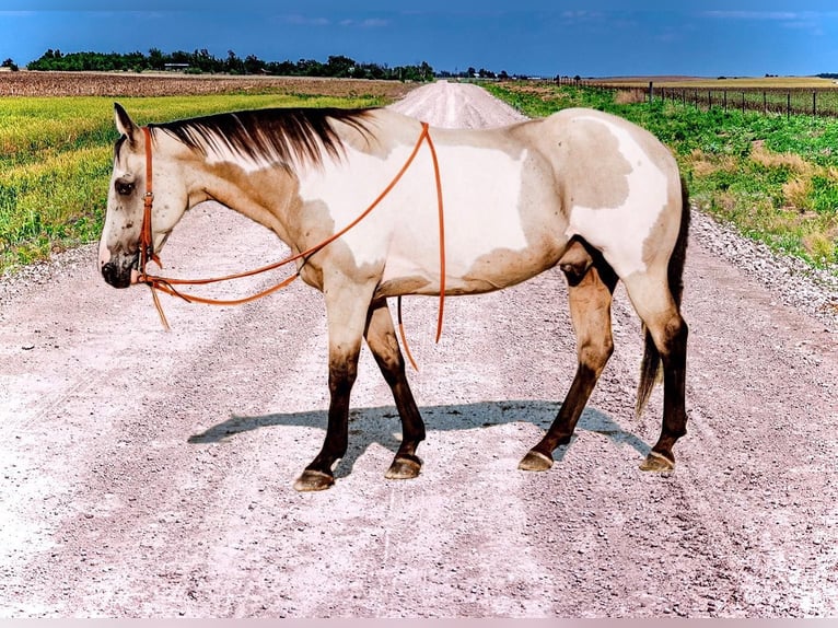 American Quarter Horse Gelding 15 years 15 hh Overo-all-colors in Weatherford TX