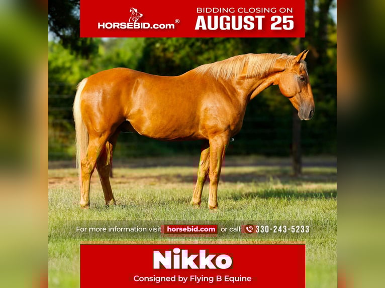 American Quarter Horse Gelding 15 years 15 hh Palomino in Lufkin