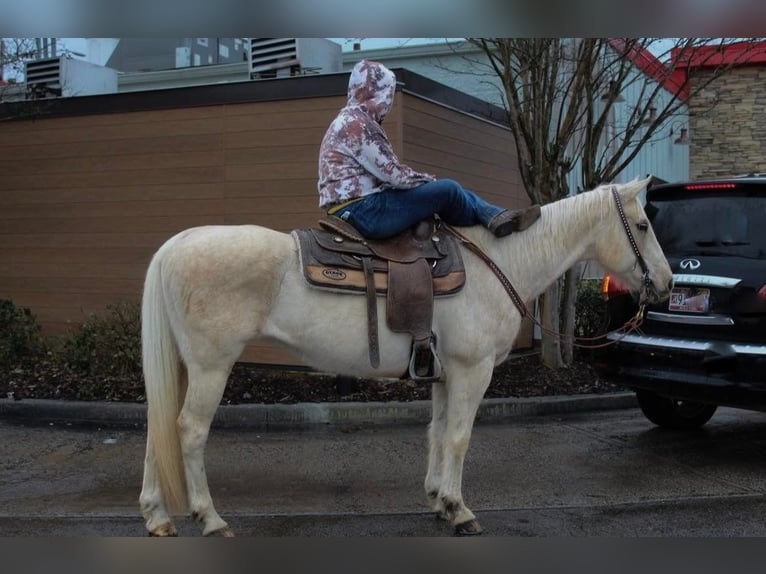 American Quarter Horse Gelding 15 years 15 hh Palomino in HaleyvilleAL