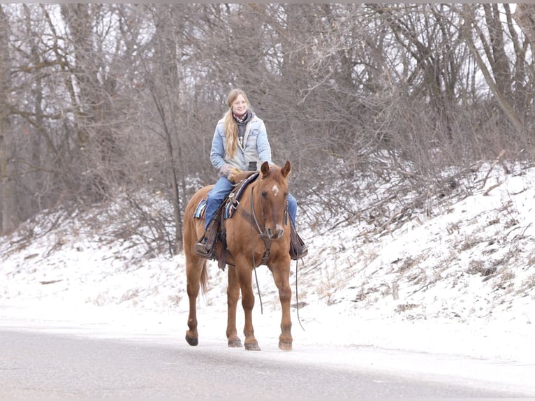 American Quarter Horse Gelding 15 years 15 hh Red Dun in Nevis, MN