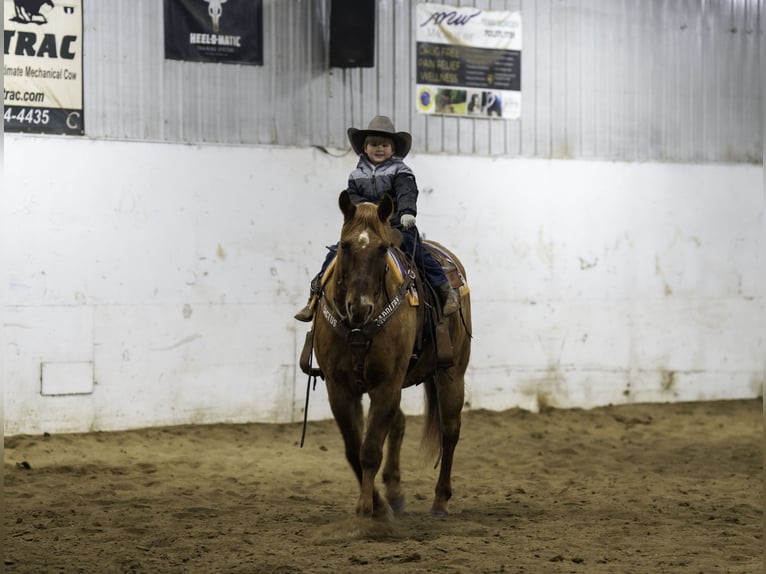 American Quarter Horse Gelding 15 years 15 hh Red Dun in Nevis, MN