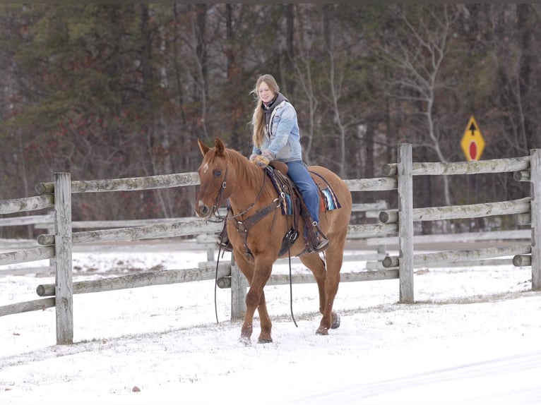 American Quarter Horse Gelding 15 years 15 hh Red Dun in Nevis, MN