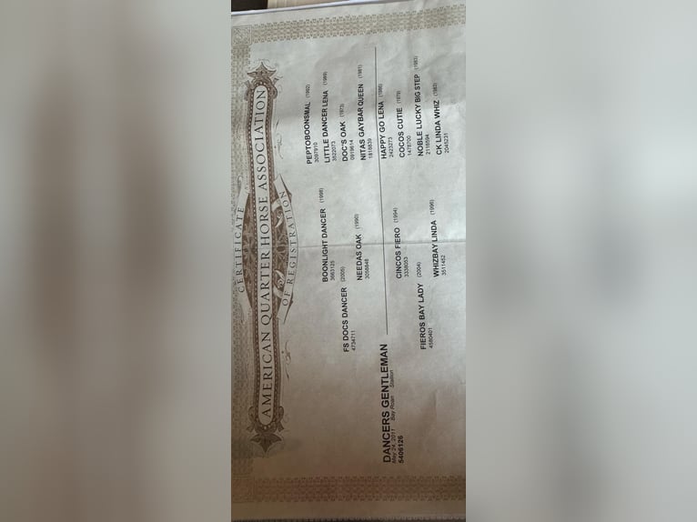 American Quarter Horse Gelding 15 years 15 hh Roan-Bay in Granbury TX