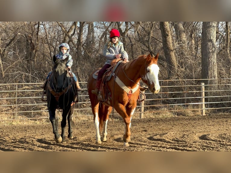 American Quarter Horse Gelding 15 years 15 hh Roan-Blue in Valley Springs, SD