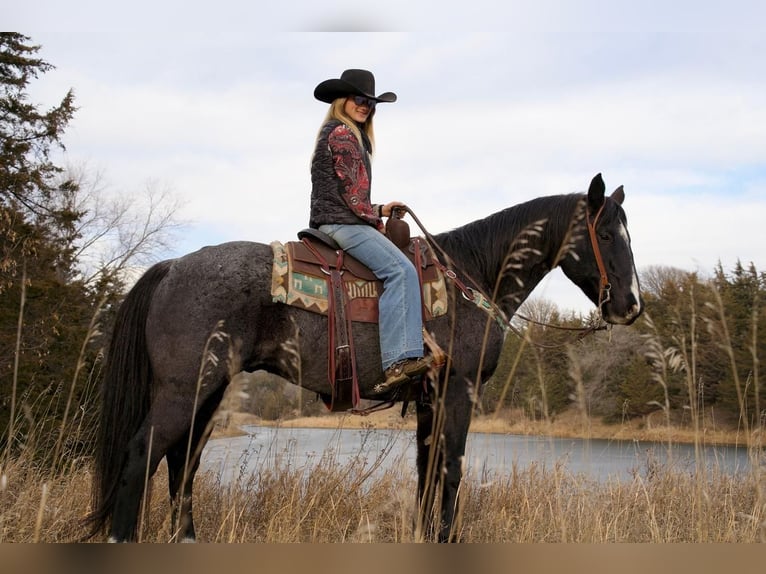 American Quarter Horse Mix Gelding 15 years 15 hh Roan-Blue in Valley Springs, SD