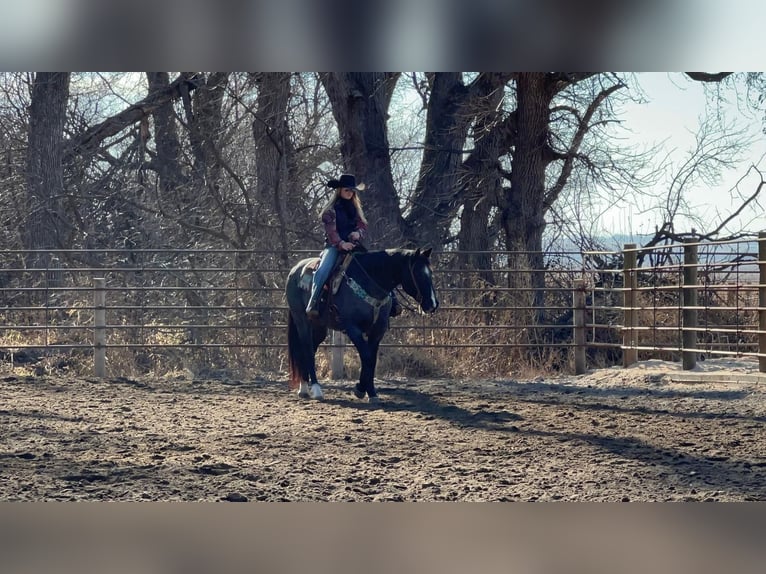 American Quarter Horse Mix Gelding 15 years 15 hh Roan-Blue in Valley Springs, SD