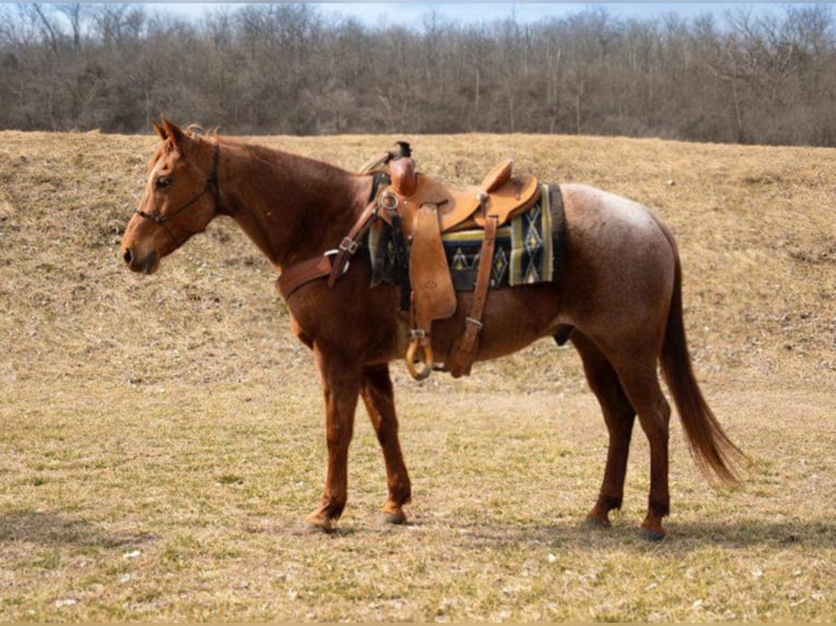 American Quarter Horse Gelding 15 years 15 hh Roan-Red in Middletown, OH